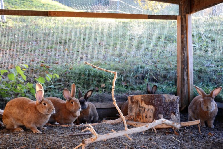 Kaninchentruppe
