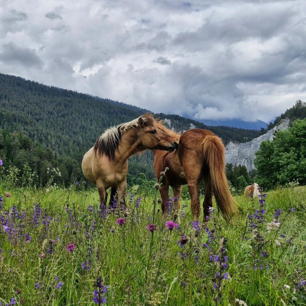 Fütterung...