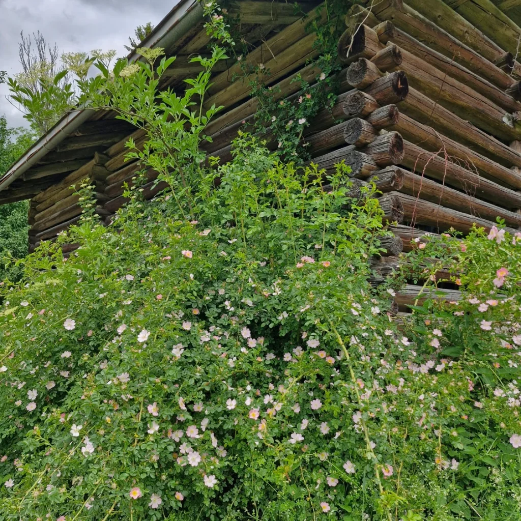 Fütterung...